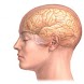CNS Pharmacology