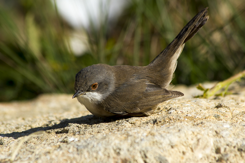 Sardinian Warbler