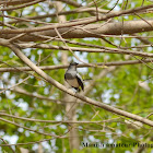 Oriental Magpie Robin (female)