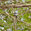 Oriental Magpie Robin (female)