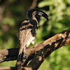 African Grey Hornbill (female)
