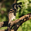 African Grey Hornbill (female)