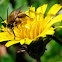 Long-horned bee, Abeja de cuernos largos