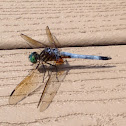 Blue dasher