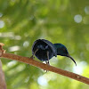 Purple Sunbird - Male