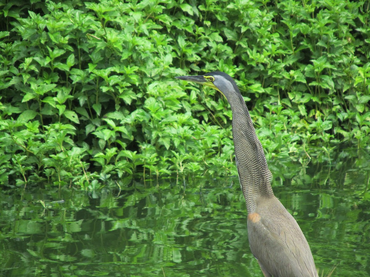 Bare-throated Tiger Heron