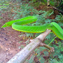 Green Vine snake