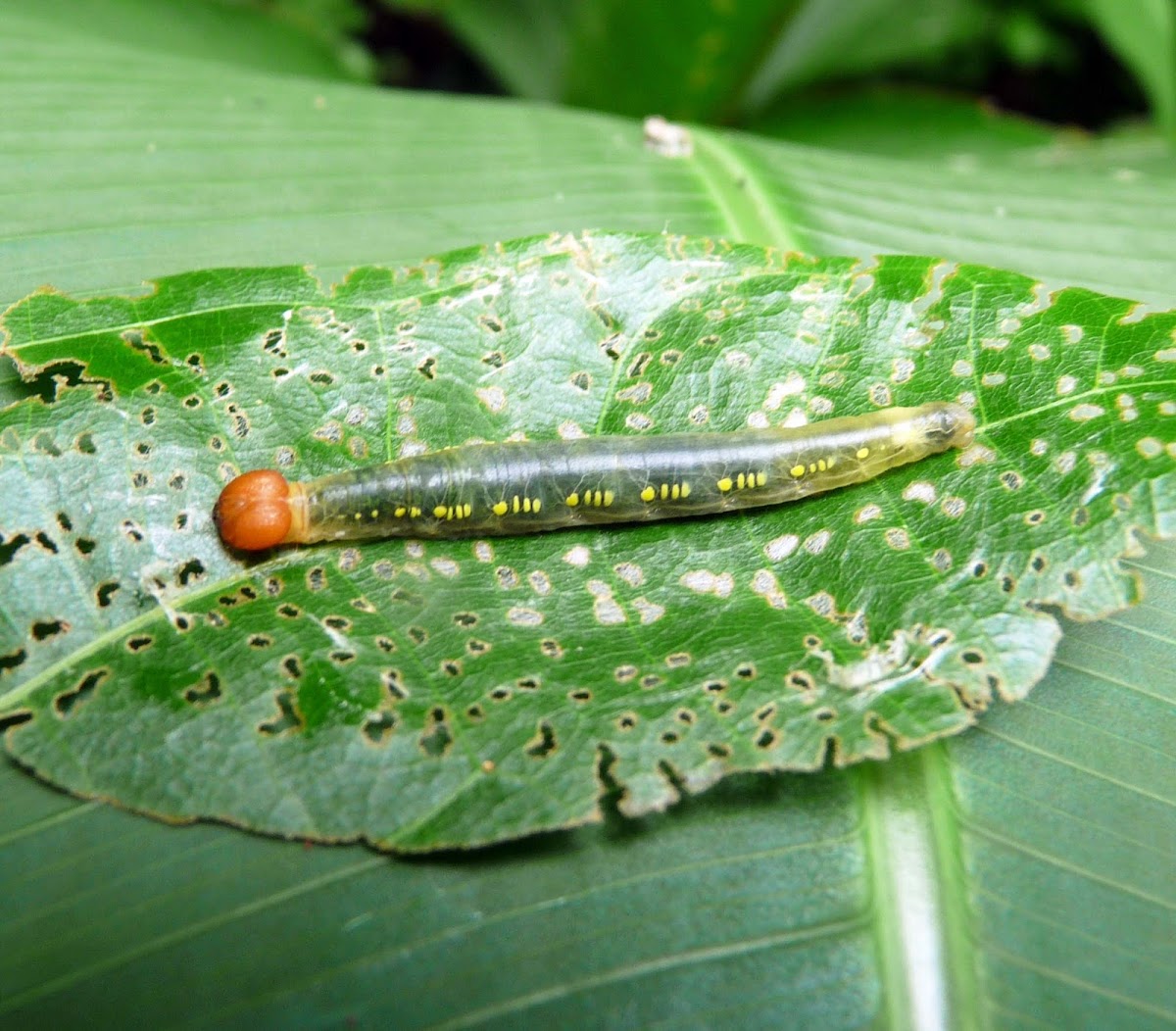 Caterpillar - Oruga