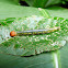 Caterpillar - Oruga