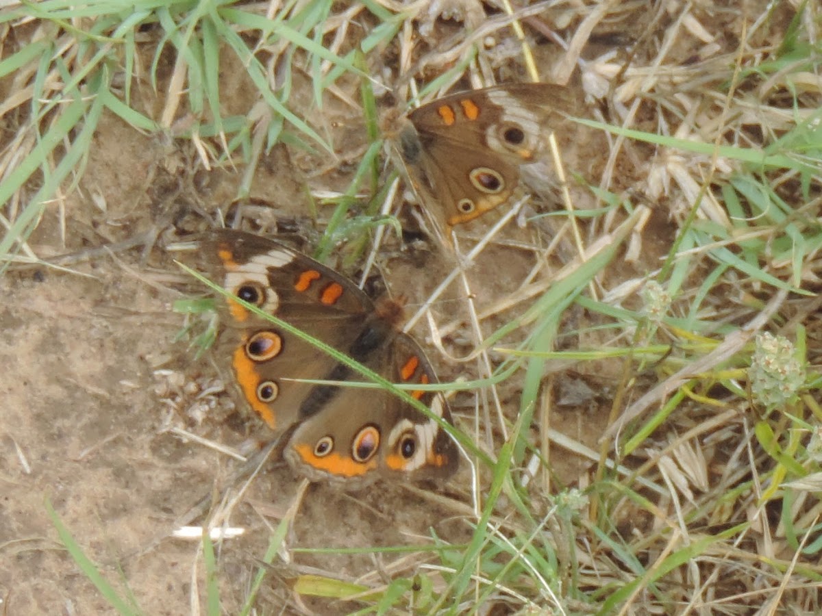 Common Buckeye Butterfly (pair)