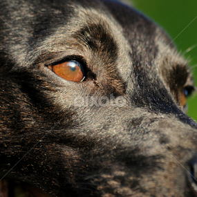 by Oniram Reivar - Animals - Dogs Portraits