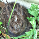 Eastern Cottontail?