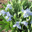 Backyard Mini Irises
