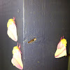 Rosy maple Moth