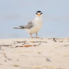 Least Tern