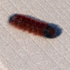 Banded Woolly Bear caterpillar