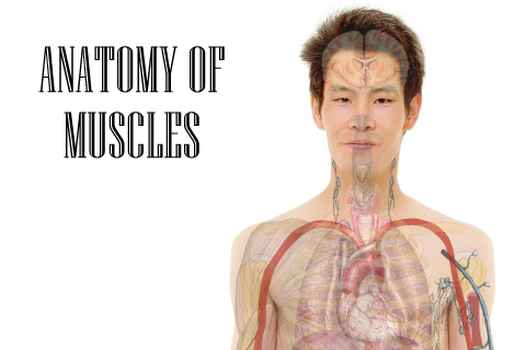 【免費書籍App】Anatomy of Muscles-APP點子