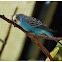 The budgerigar