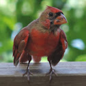 Northern Cardinal    immature male