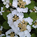 Viburnum