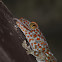 Tokay Gecko