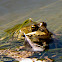 Iberian Water Frog