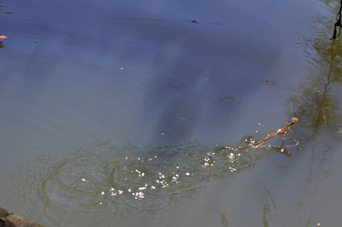 Basiliscus caminando en el agua