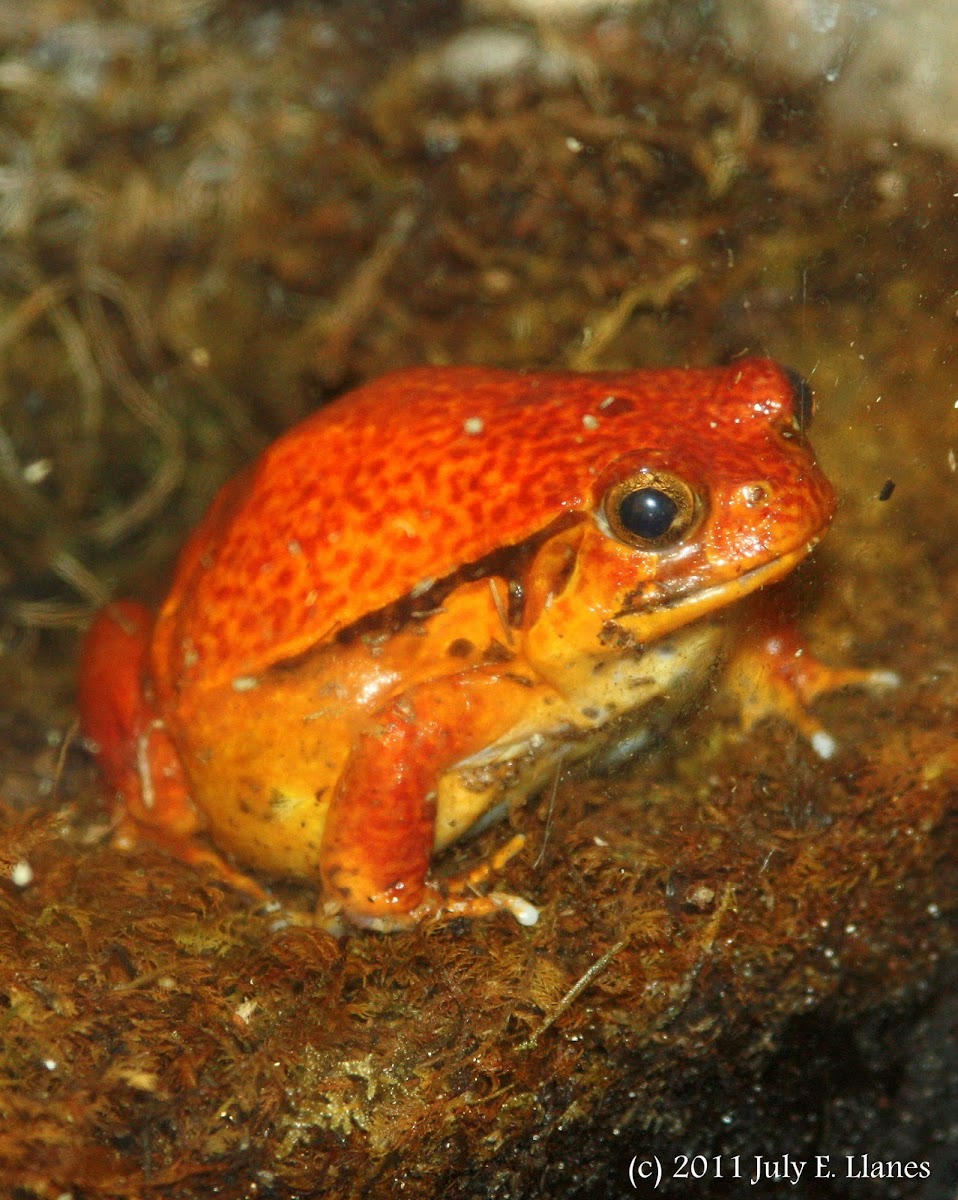 False Tomato Frog | Project Noah
