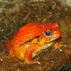 False Tomato Frog