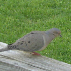 Mouring Dove