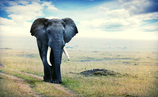 Elephant Live Wallpaper