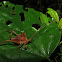 Dead-leaf katydid