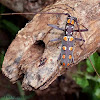 Long-horned Beetle