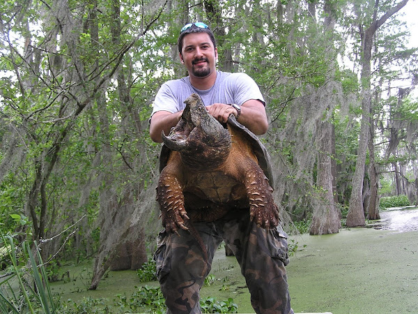 Alligator Snapping Turtle (Slippery Pete) | Project Noah