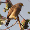 Gavilán - Sparrow hawk