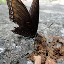 Red Spotted Purple 