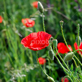 by Teglas Marin - Flowers Flowers in the Wild