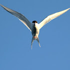 Artic Tern