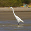 Great Egret