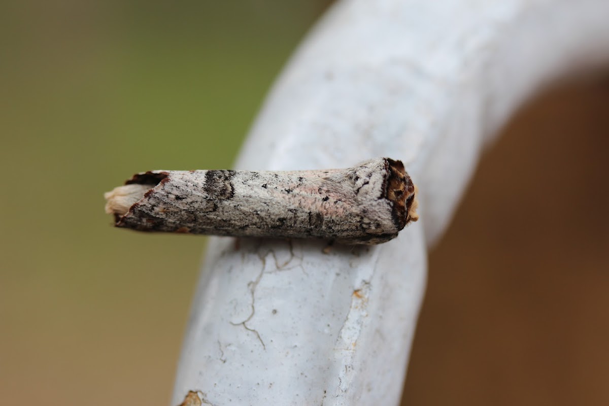 Notodontidae moth