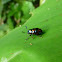 Eumolpine Leaf Beetle