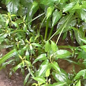 Unknown leafy plant