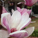 Saucer Magnolia