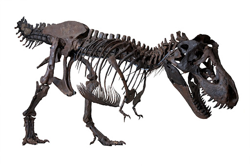 google tyrannosaurus rex