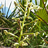 Toothpetal False Rein Orchids