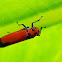 Leaf Hopper