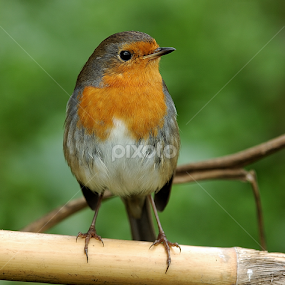 robin by Carmelo Parisi - Animals Birds