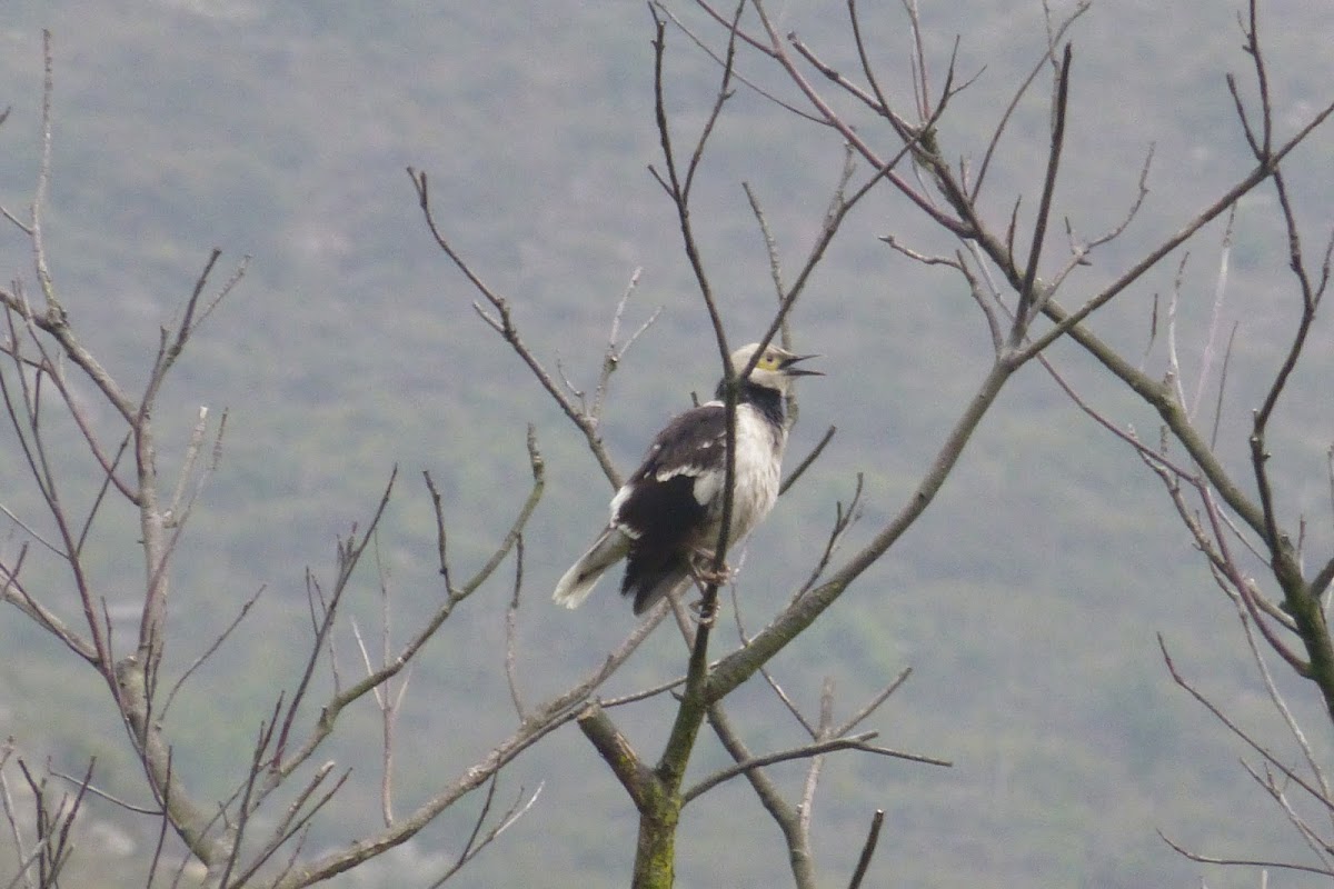 Black Collared Starling 黑領椋鳥 Project Noah