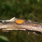 Cup-fungus sp.