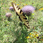 Eastern Tiger Swallowtail